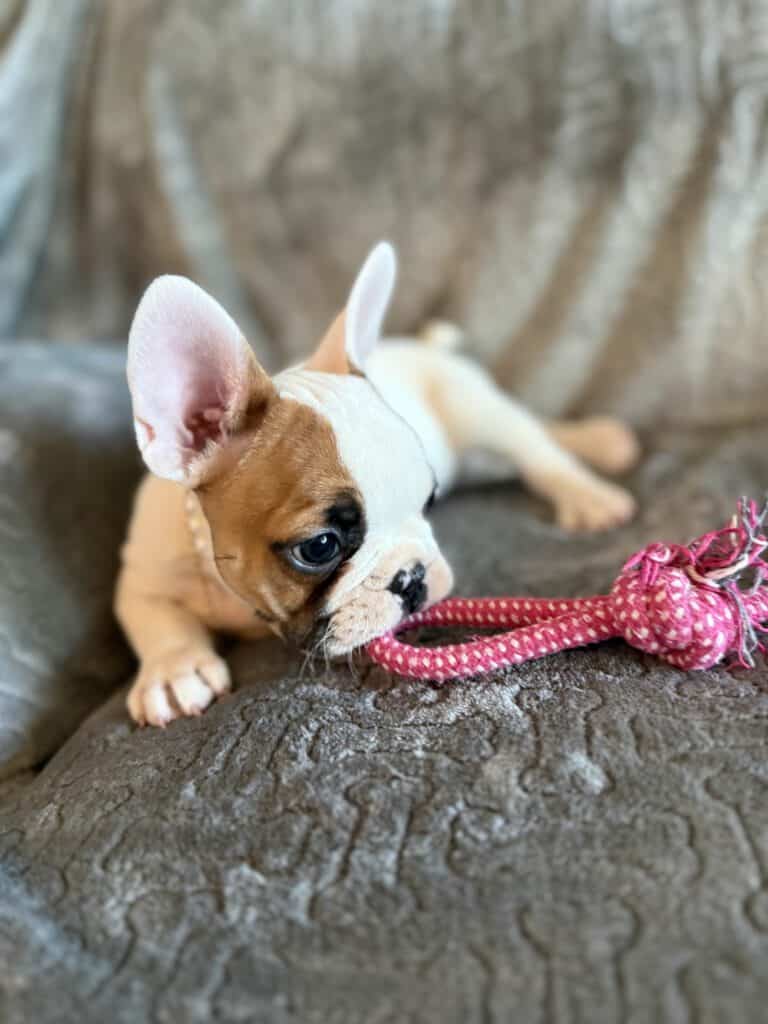 Felicity | Fawn Pied French Bulldog Female | Available Feb 27th, 2026