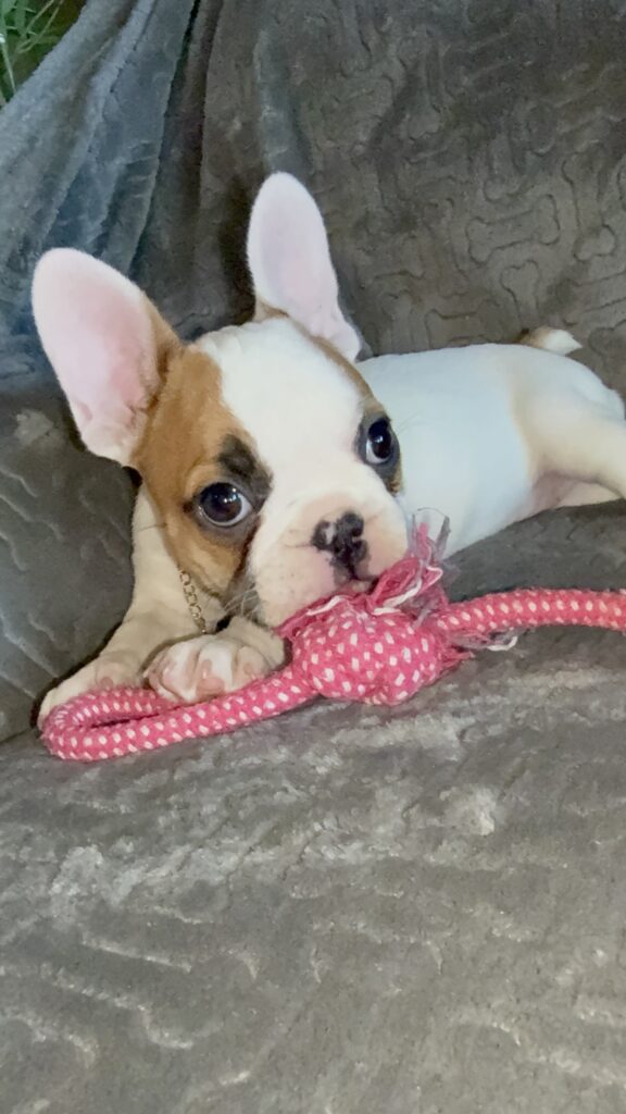 Felicity | Fawn Pied French Bulldog Female | Available Feb 27th, 2026