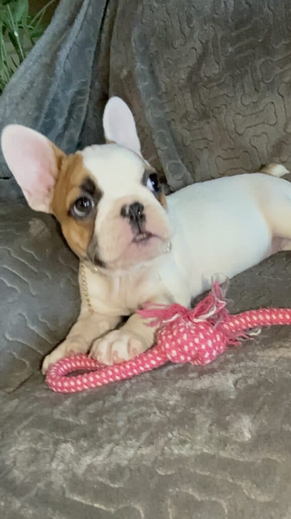 Felicity | Fawn Pied French Bulldog Female | Available Feb 27th, 2026