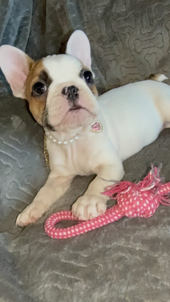 Felicity | Fawn Pied French Bulldog Female | Available Feb 27th, 2026