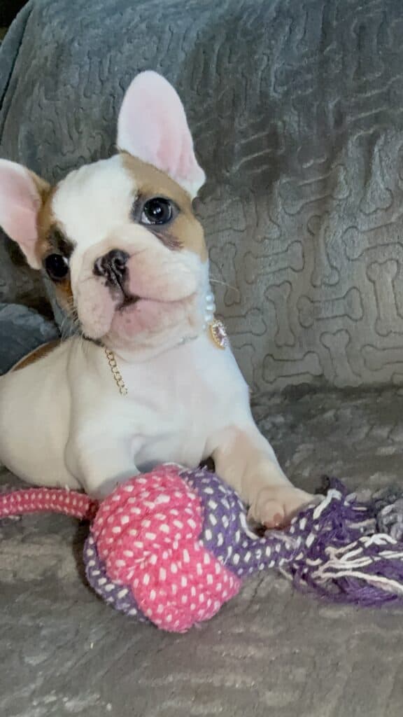 Felicity | Fawn Pied French Bulldog Female | Available Feb 27th, 2026