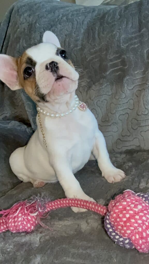 Felicity | Fawn Pied French Bulldog Female | Available Feb 27th, 2026
