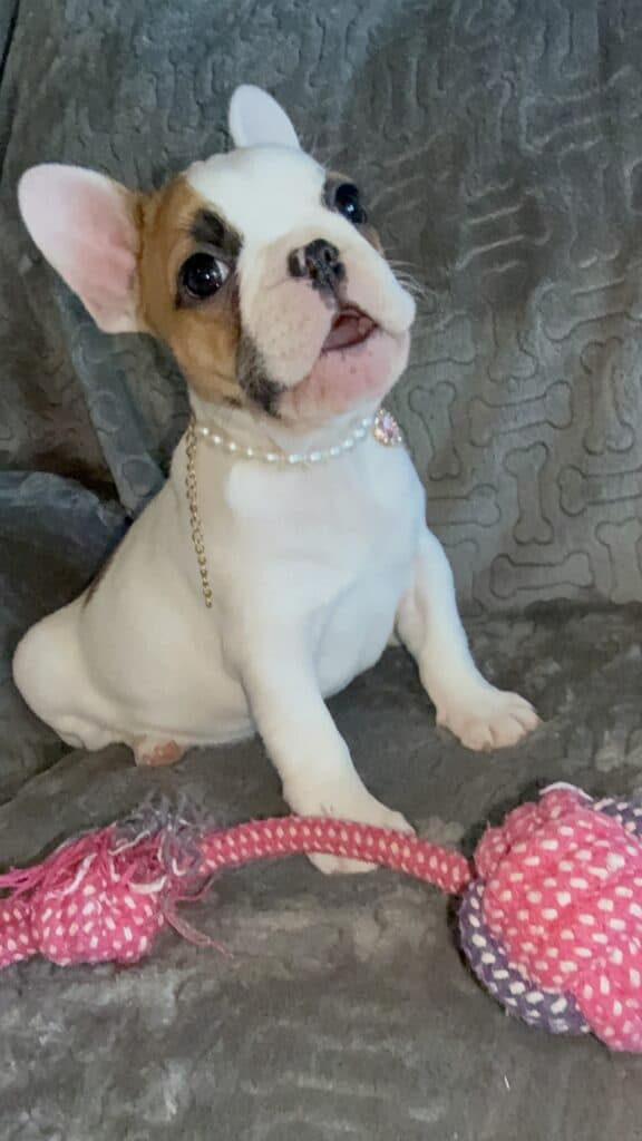 Felicity | Fawn Pied French Bulldog Female | Available Feb 27th, 2026