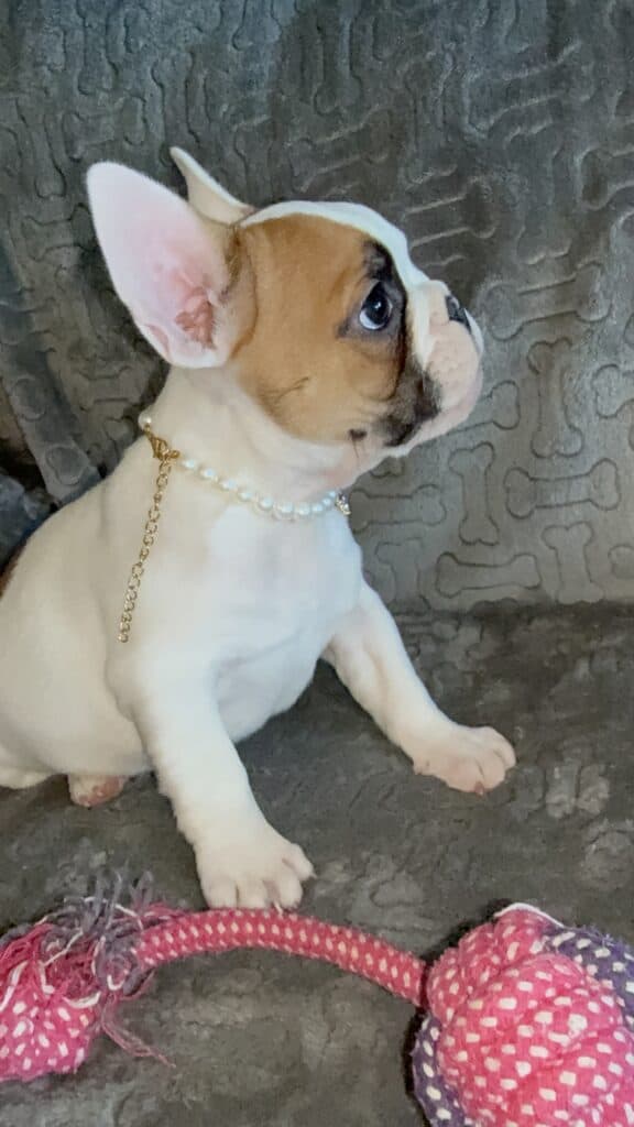 Felicity | Fawn Pied French Bulldog Female | Available Feb 27th, 2026