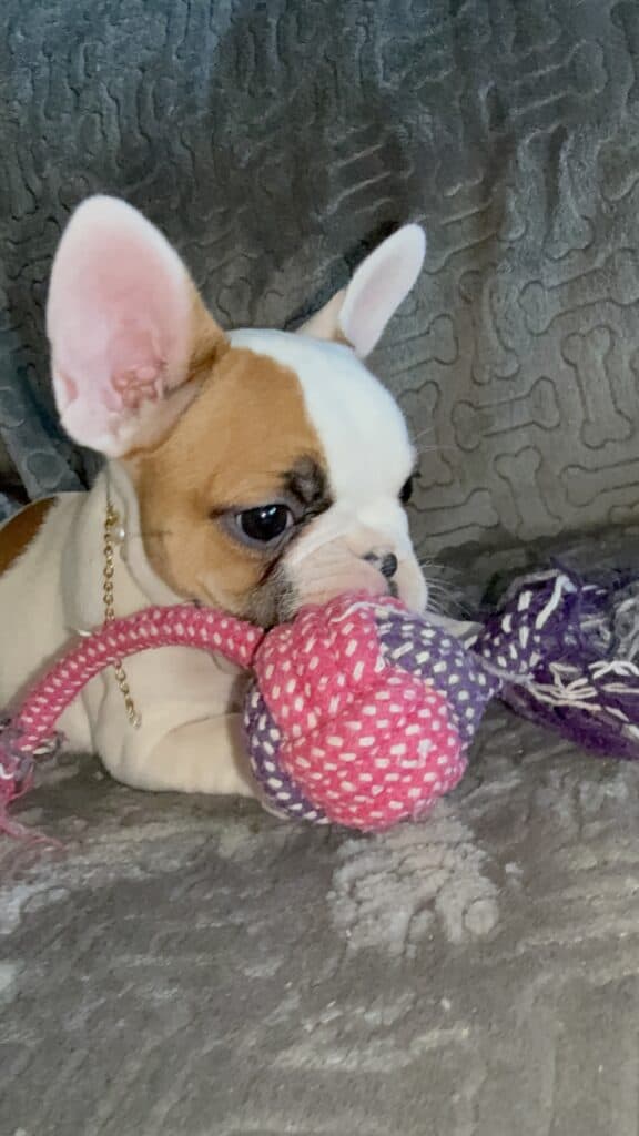 Felicity | Fawn Pied French Bulldog Female | Available Feb 27th, 2026