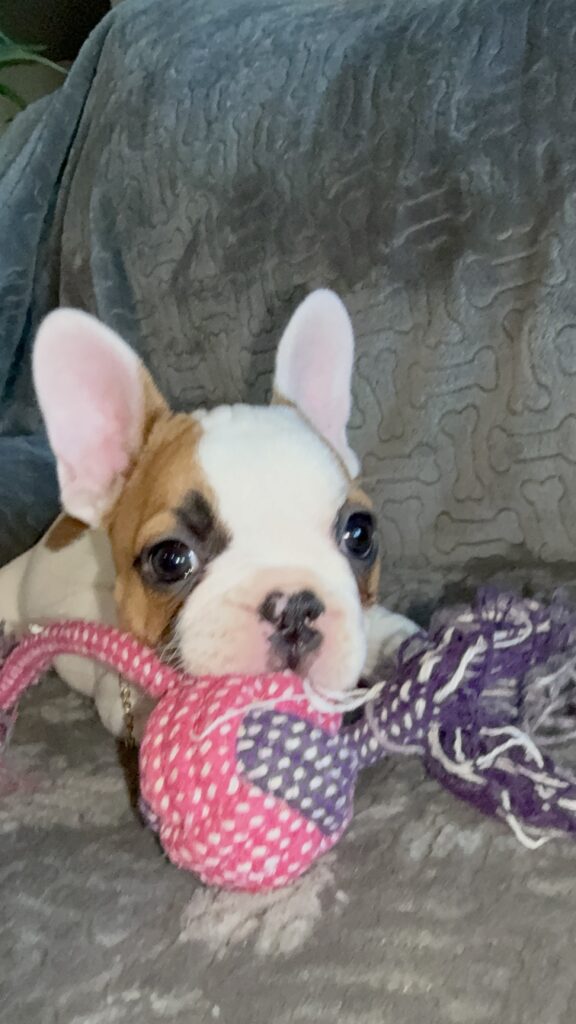 Felicity | Fawn Pied French Bulldog Female | Available Feb 27th, 2026