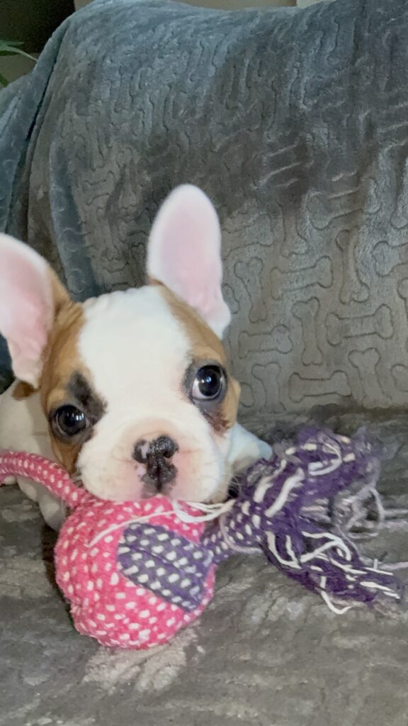 Felicity | Fawn Pied French Bulldog Female | Available Feb 27th, 2026