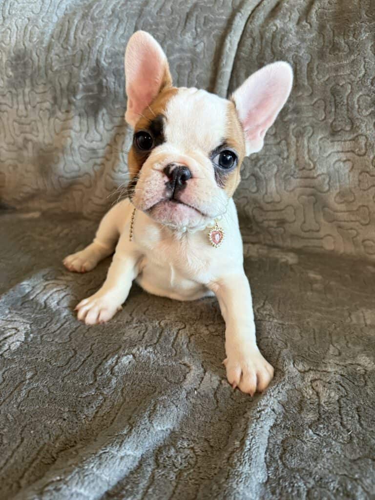 Felicity | Fawn Pied French Bulldog Female | Available Feb 27th, 2026