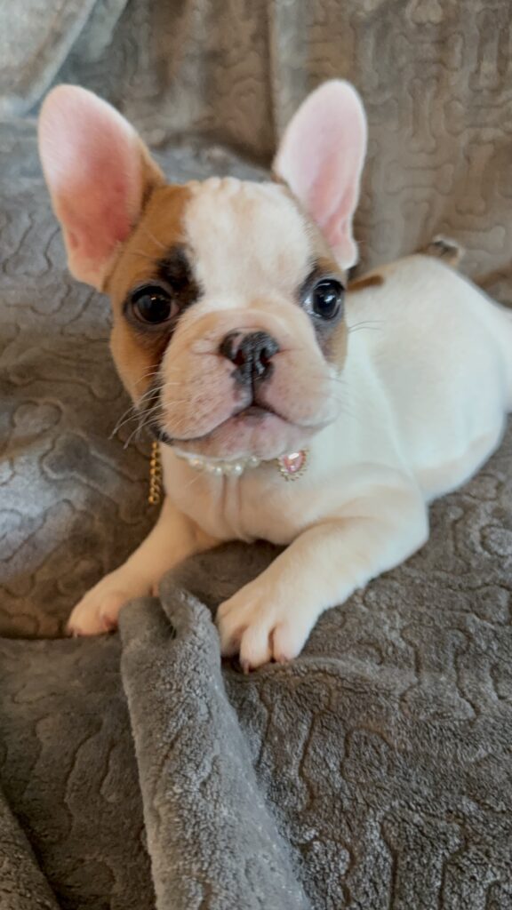 Felicity | Fawn Pied French Bulldog Female | Available Feb 27th, 2026