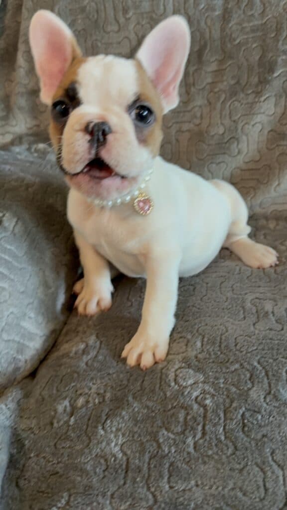 Felicity | Fawn Pied French Bulldog Female | Available Feb 27th, 2026