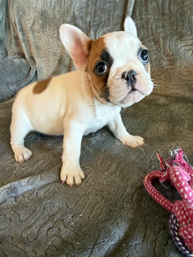 Felicity | Fawn Pied French Bulldog Female | Available Feb 27th, 2026