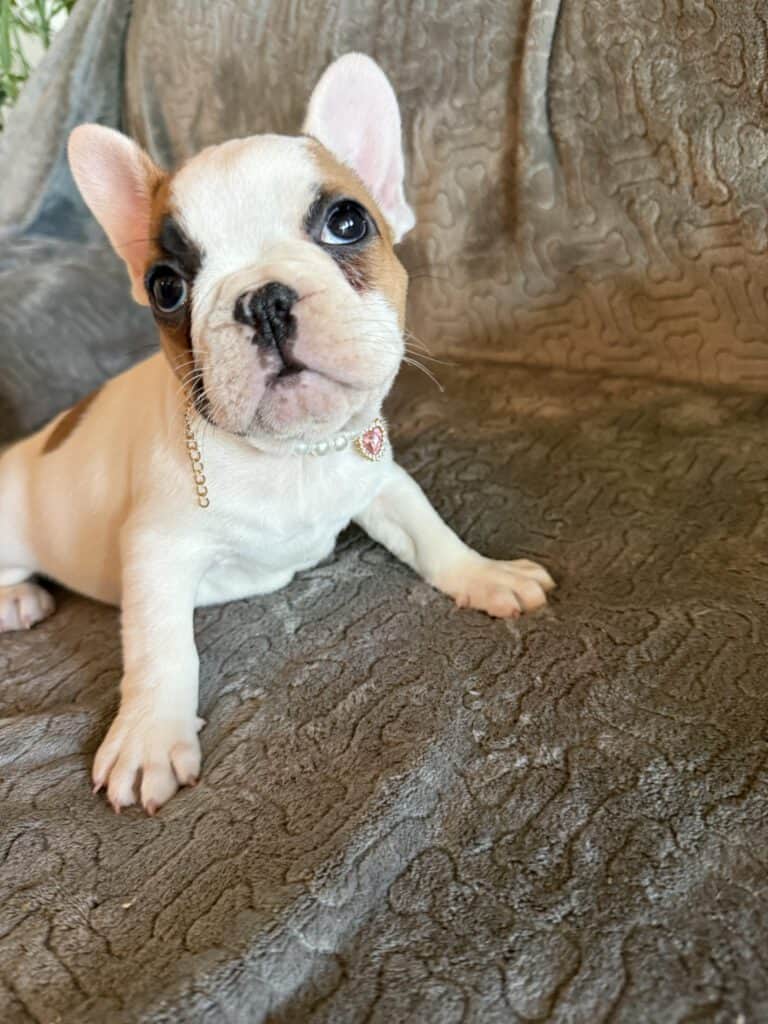 Felicity | Fawn Pied French Bulldog Female | Available Feb 27th, 2026