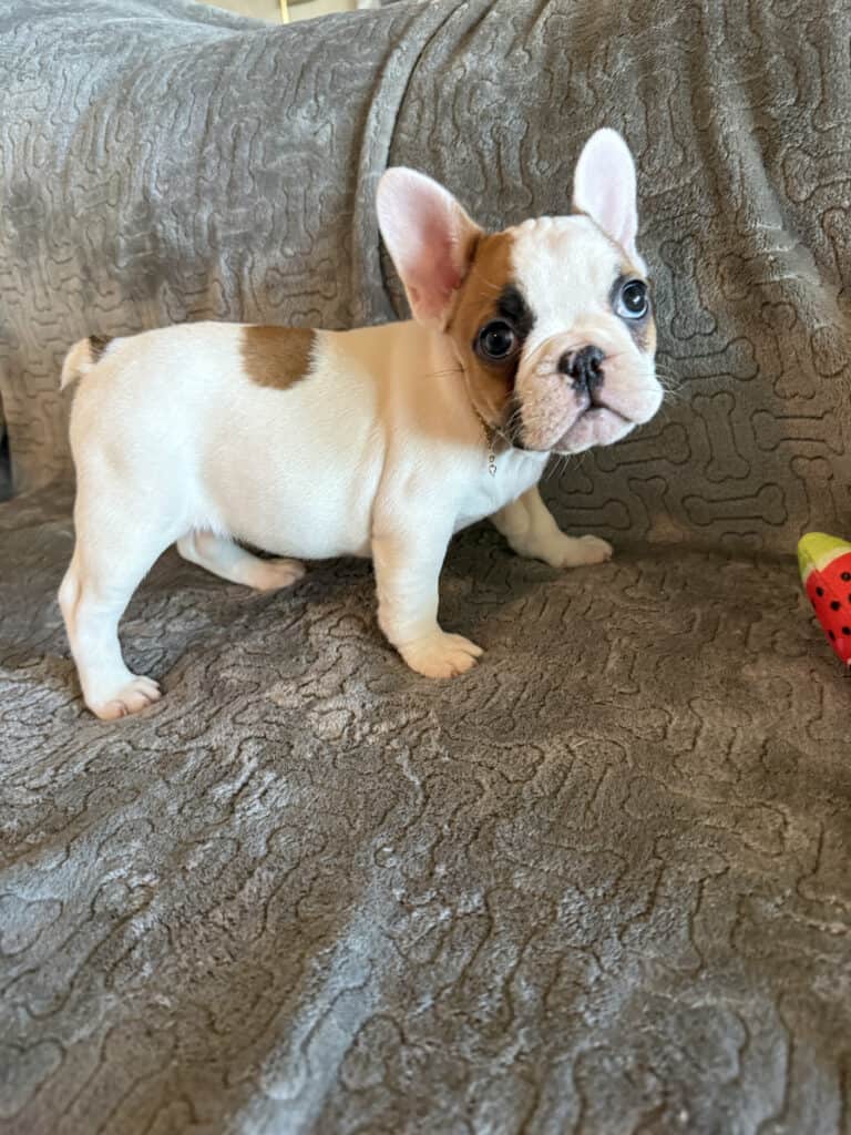 Felicity | Fawn Pied French Bulldog Female | Available Feb 27th, 2026