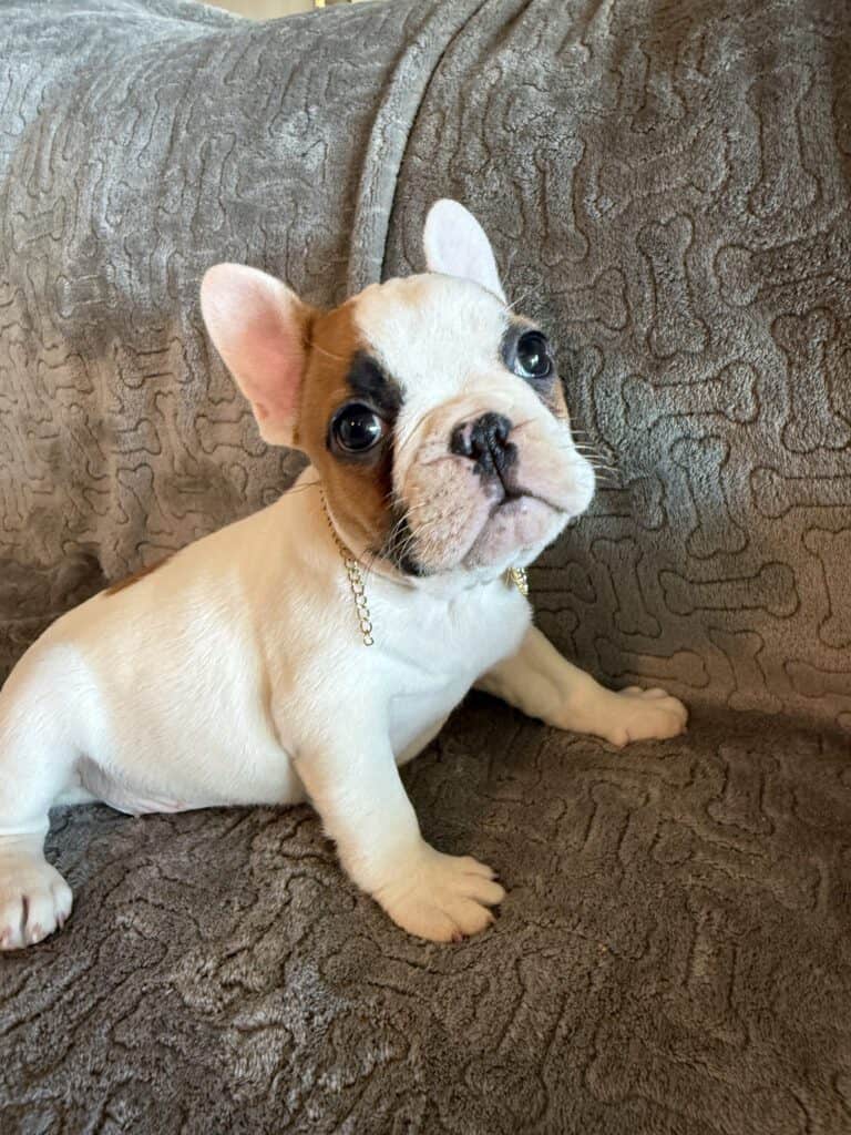 Felicity | Fawn Pied French Bulldog Female | Available Feb 27th, 2026