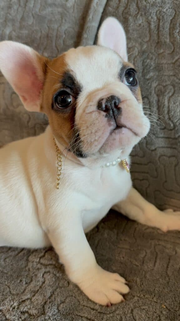 Felicity | Fawn Pied French Bulldog Female | Available Feb 27th, 2026