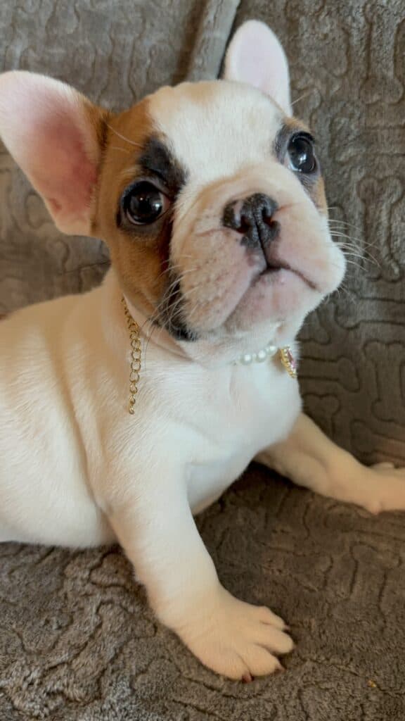 Felicity | Fawn Pied French Bulldog Female | Available Feb 27th, 2026
