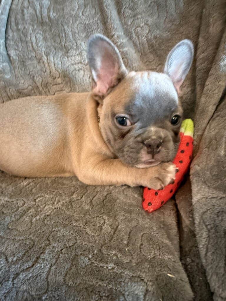 Feather | Blue Fawn French Bulldog Female | Available Feb 27th, 2026
