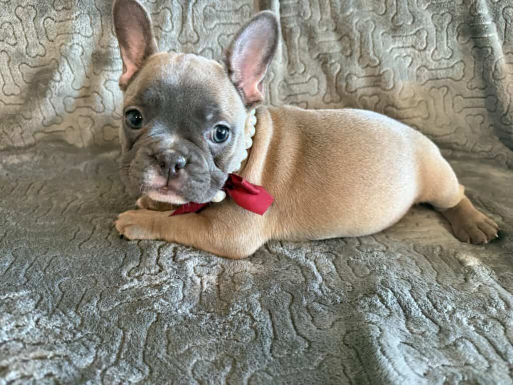 Feather | Blue Fawn French Bulldog Female | Available Feb 27th, 2026
