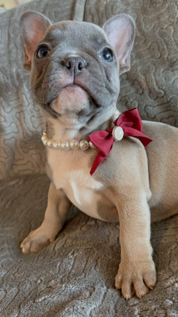 Feather | Blue Fawn French Bulldog Female | Available Feb 27th, 2026