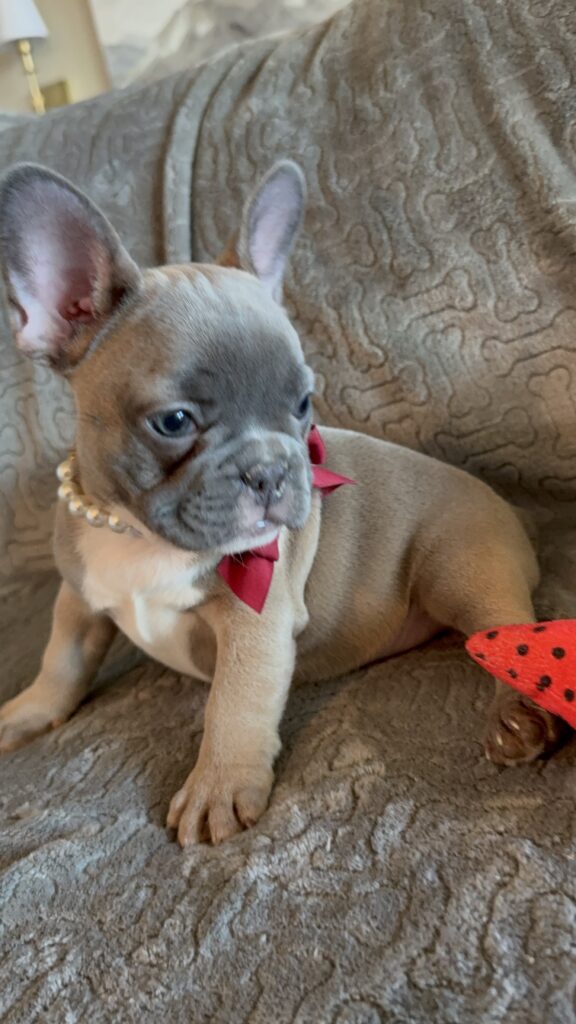 Feather | Blue Fawn French Bulldog Female | Available Feb 27th, 2026