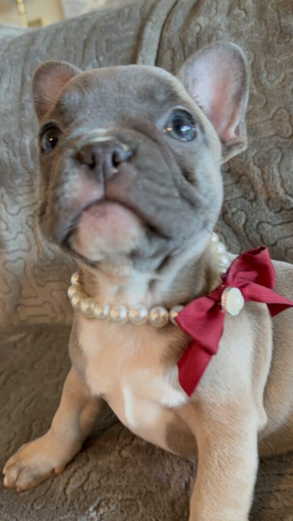 Feather | Blue Fawn French Bulldog Female | Available Feb 27th, 2026