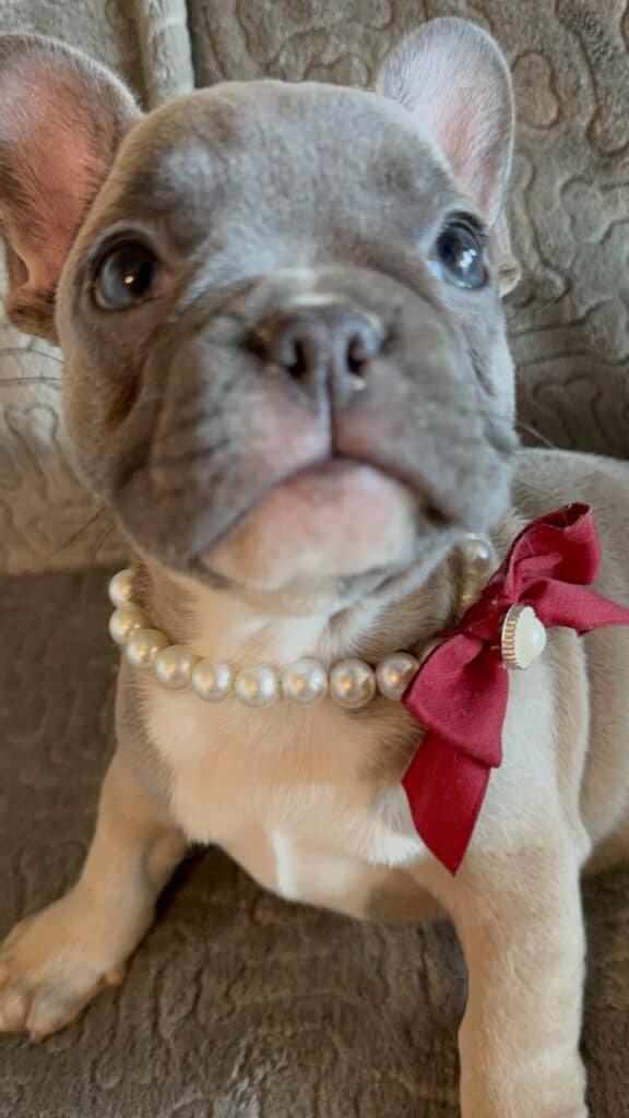 Feather | Blue Fawn French Bulldog Female | Available Feb 27th, 2026