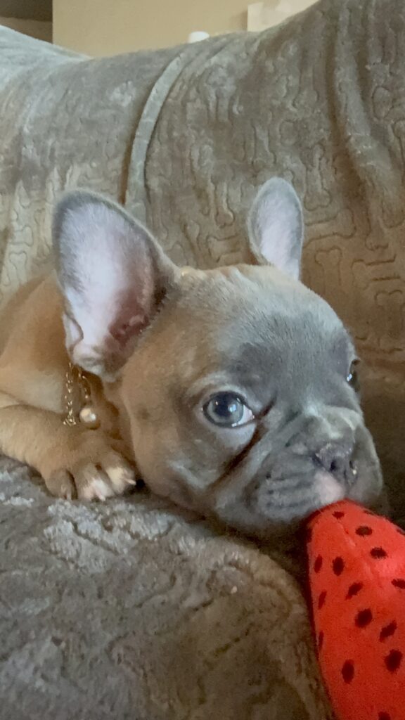 Feather | Blue Fawn French Bulldog Female | Available Feb 27th, 2026