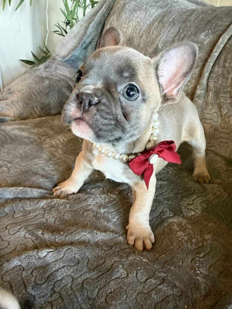 Feather | Blue Fawn French Bulldog Female | Available Feb 27th, 2026
