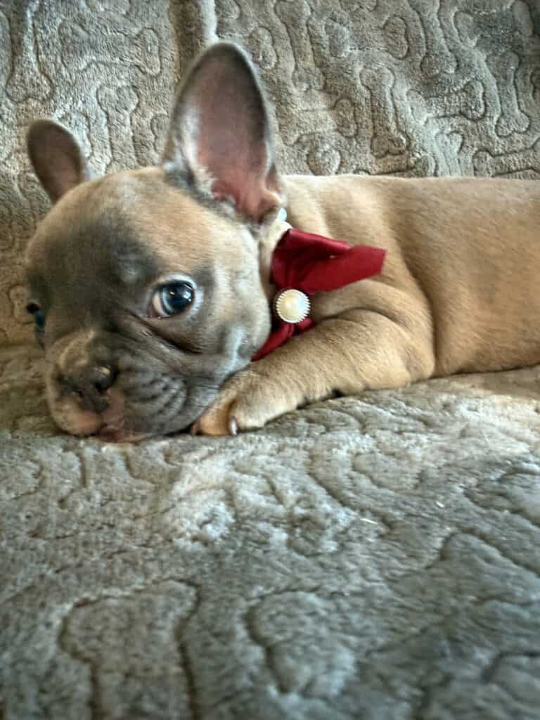 Feather | Blue Fawn French Bulldog Female | Available Feb 27th, 2026