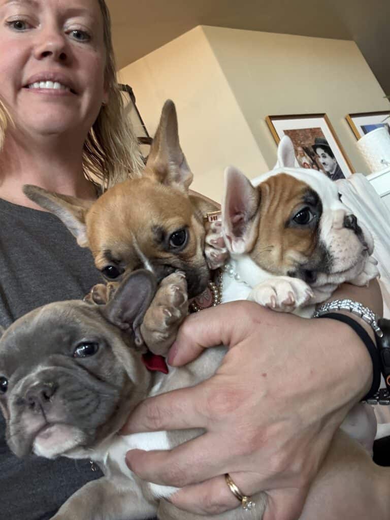 Felicity | Fawn Pied French Bulldog Female | Available Feb 27th, 2026