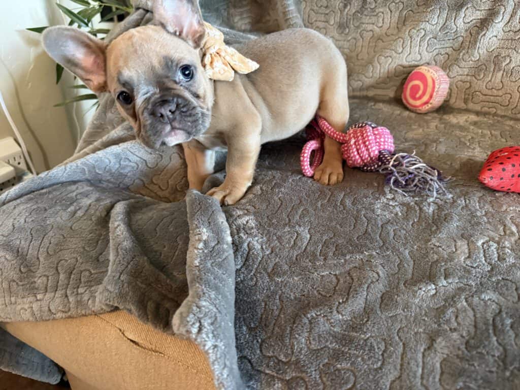 Franko | Blue Fawn French Bulldog Male | Available Feb 27th, 2026