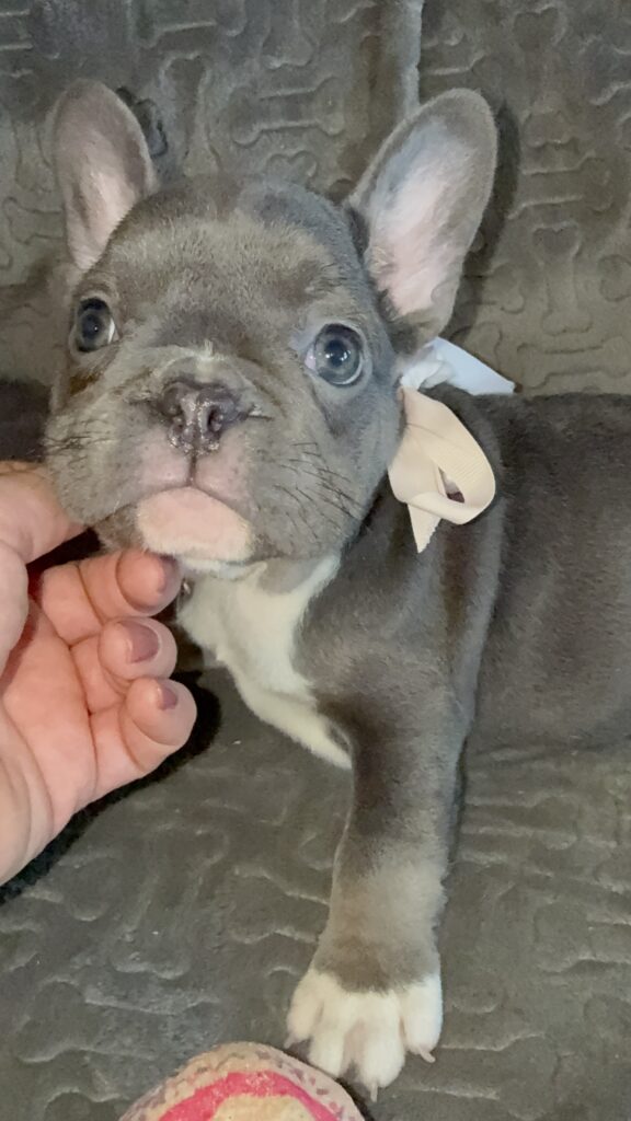 Farrah | Blue & White French Bulldog Female | Available Feb 27th, 2026