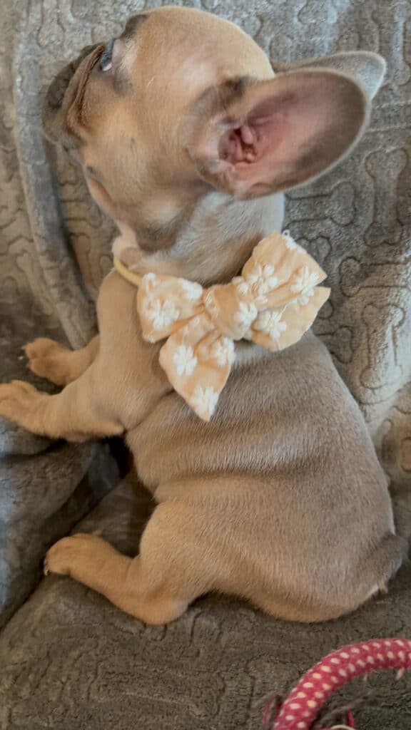 Franko | Blue Fawn French Bulldog Male | Available Feb 27th, 2026