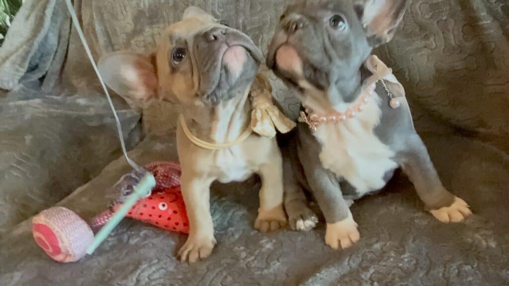 Franko | Blue Fawn French Bulldog Male | Available Feb 27th, 2026