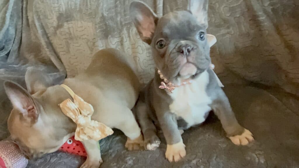 Farrah | Blue & White French Bulldog Female | Available Feb 27th, 2026