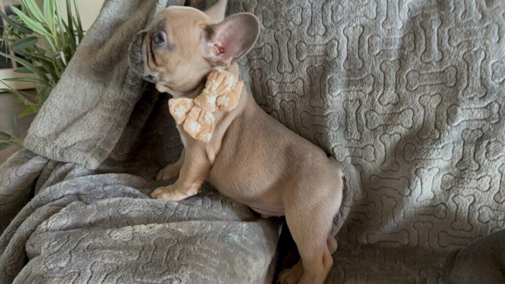 Franko | Blue Fawn French Bulldog Male | Available Feb 27th, 2026