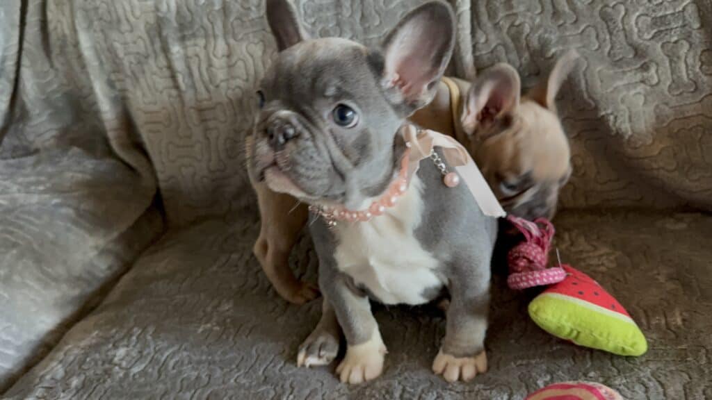Farrah | Blue & White French Bulldog Female | Available Feb 27th, 2026