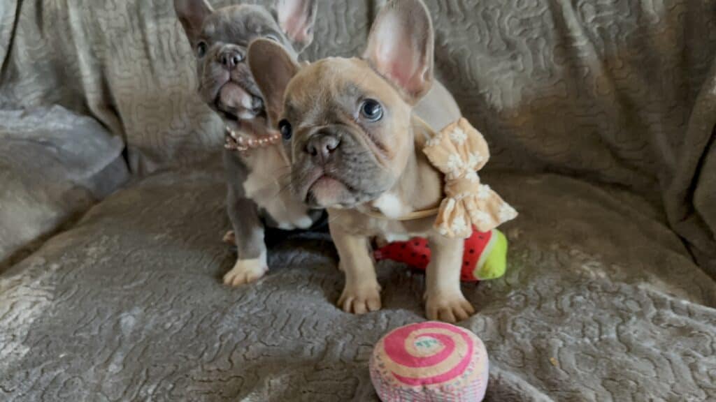 Franko | Blue Fawn French Bulldog Male | Available Feb 27th, 2026