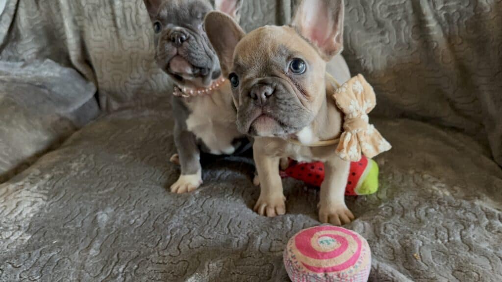 Franko | Blue Fawn French Bulldog Male | Available Feb 27th, 2026