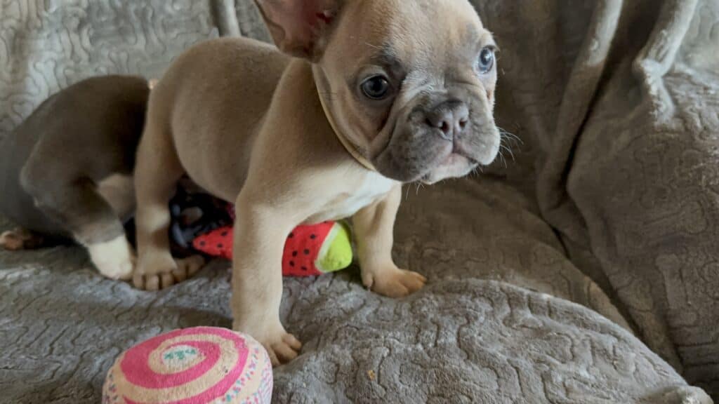 Franko | Blue Fawn French Bulldog Male | Available Feb 27th, 2026