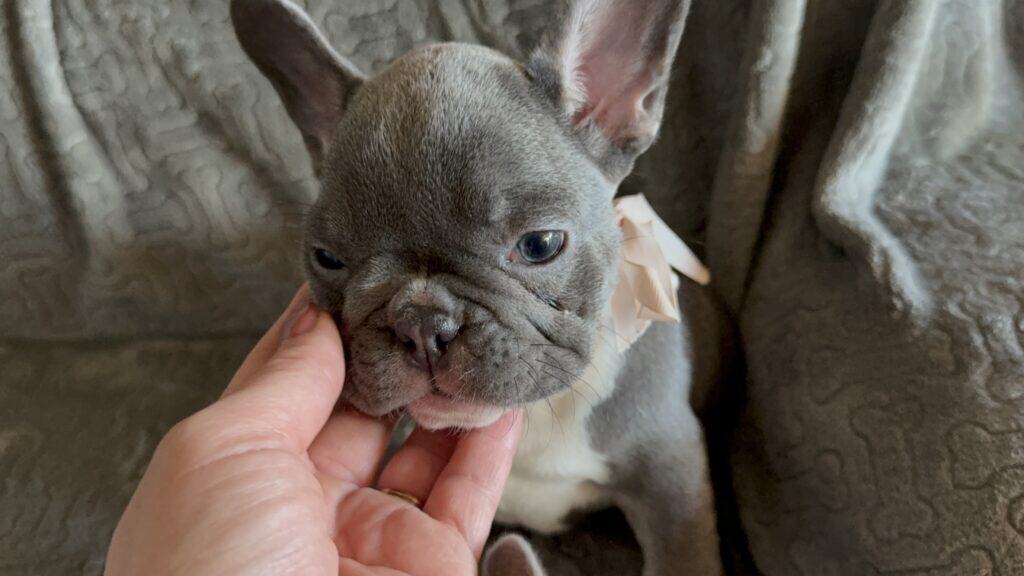 Farrah | Blue & White French Bulldog Female | Available Feb 27th, 2026