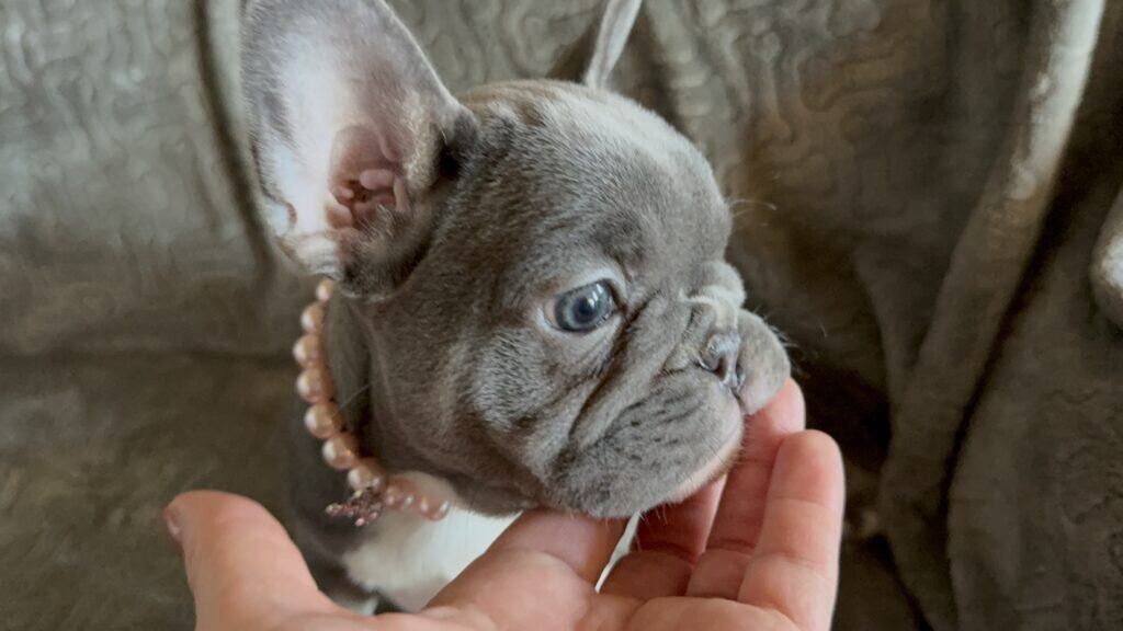 Farrah | Blue & White French Bulldog Female | Available Feb 27th, 2026