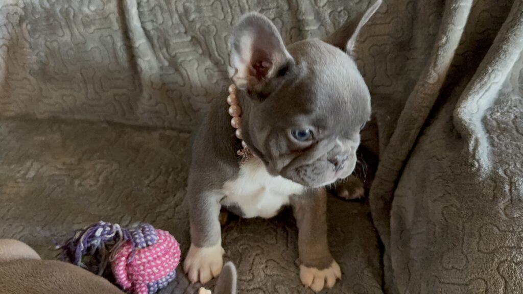 Farrah | Blue & White French Bulldog Female | Available Feb 27th, 2026
