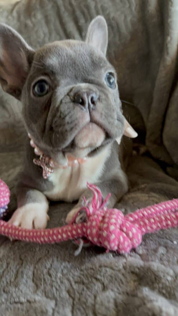 Farrah | Blue & White French Bulldog Female | Available Feb 27th, 2026