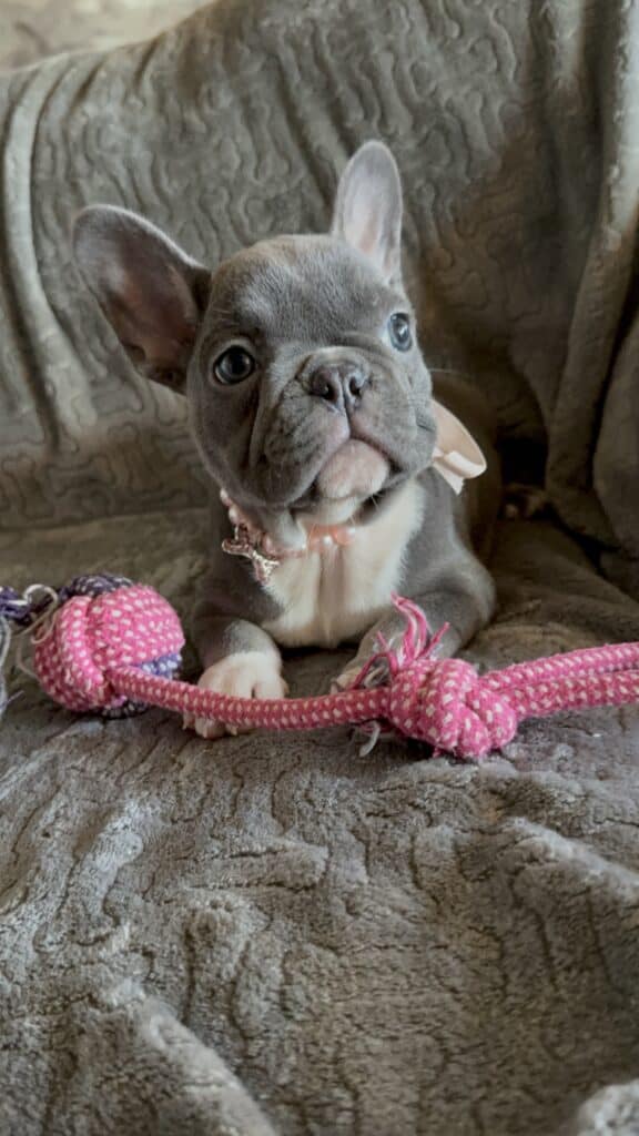 Farrah | Blue & White French Bulldog Female | Available Feb 27th, 2026