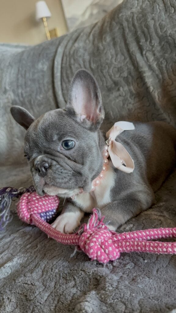 Farrah | Blue & White French Bulldog Female | Available Feb 27th, 2026