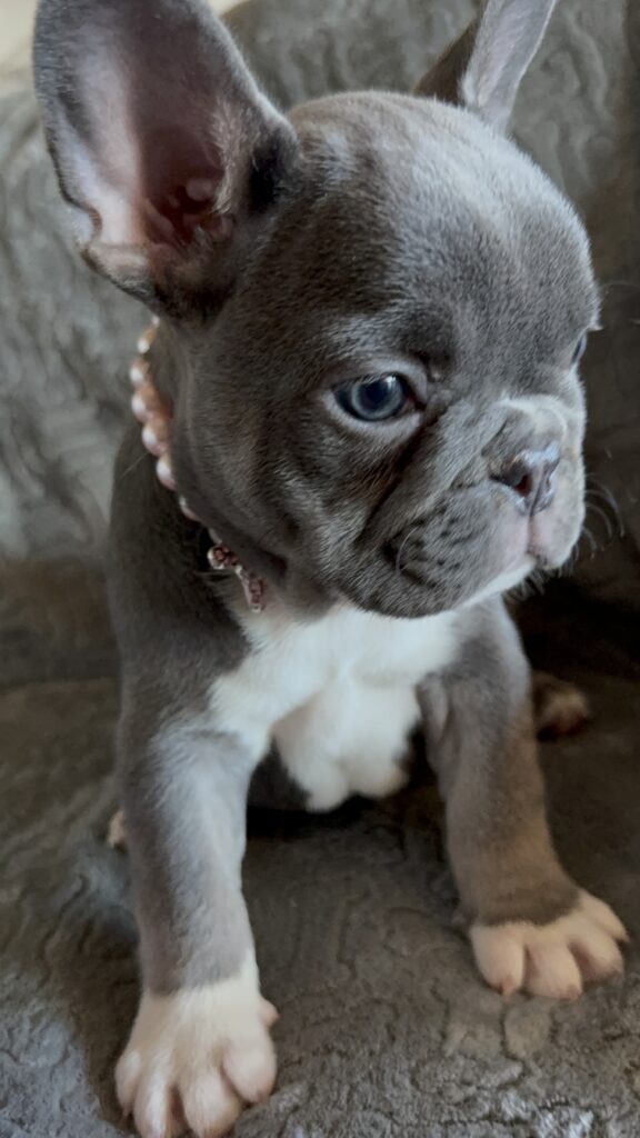 Farrah | Blue & White French Bulldog Female | Available Feb 27th, 2026