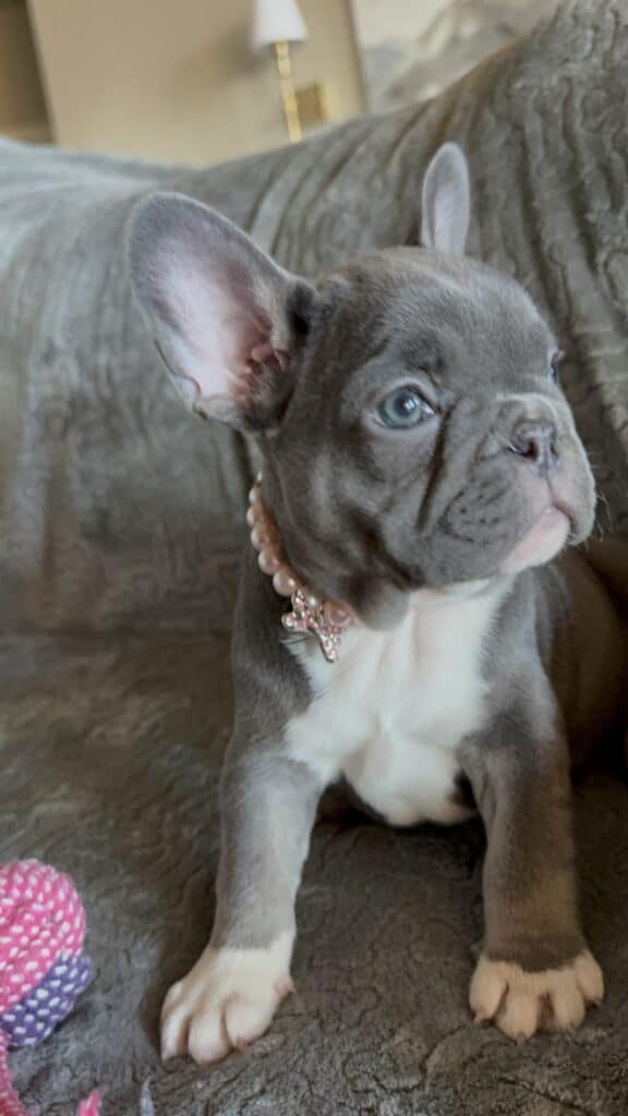 Farrah | Blue & White French Bulldog Female | Available Feb 27th, 2026