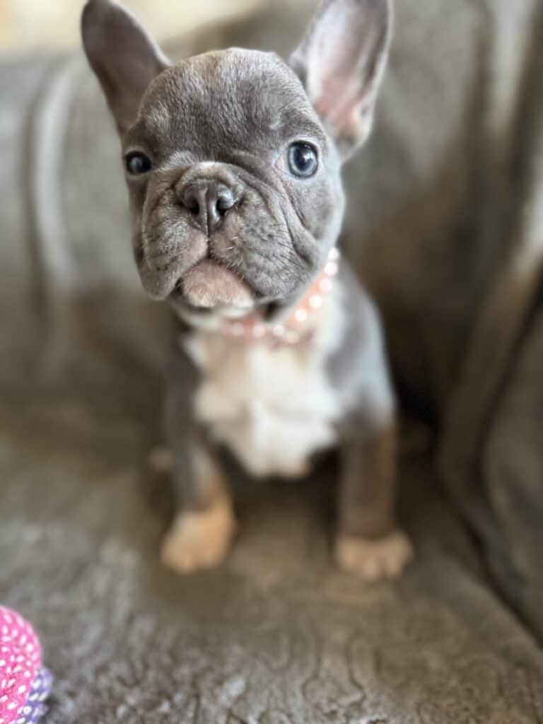 Farrah | Blue & White French Bulldog Female | Available Feb 27th, 2026