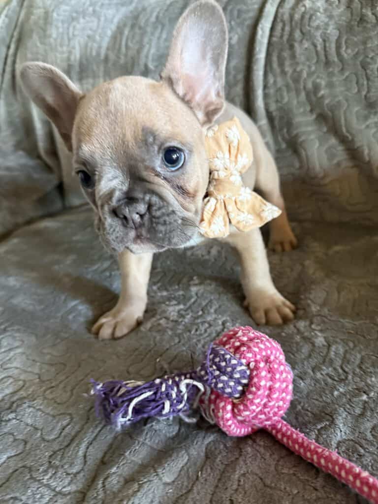 Franko | Blue Fawn French Bulldog Male | Available Feb 27th, 2026